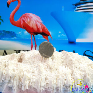 Authentic Bahamian $0.25 Cent Coin Adjustable Ring.