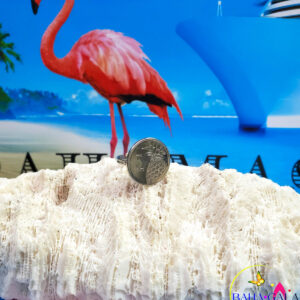 Authentic Bahamian $0.5 Cent Coin Adjustable Ring.